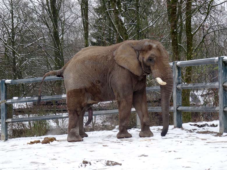 Afrikanischer Elefantenbulle TUSKER im Schnee am 11. Februar 2017 auf der Bullenanlage im Zoo Wuppertal
