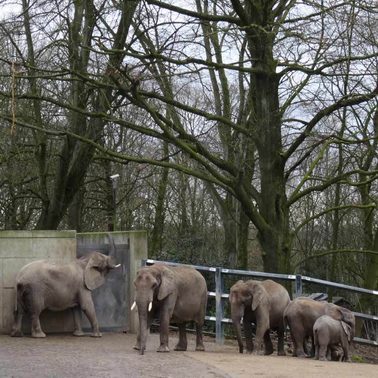 Afrikanische Elefanten am 28. Februar 2017 auf der Außenanlage im Grünen Zoo Wuppertal