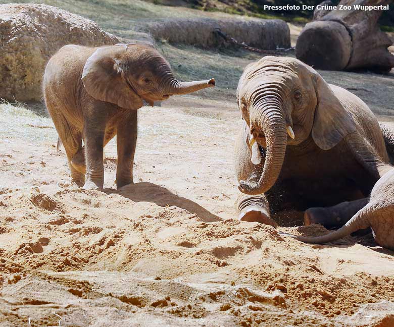 Afrikanische Elefanten-Jungtiere "Tuffi" und "Moyo" am 21. April 2016 im Zoo Wuppertal(Pressefoto Der Grüne Zoo Wuppertal) 