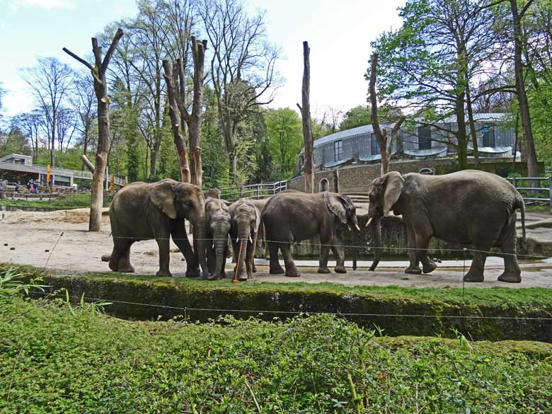 Afrikanische Elefanten am 17. April 2017 im Grünen Zoo Wuppertal