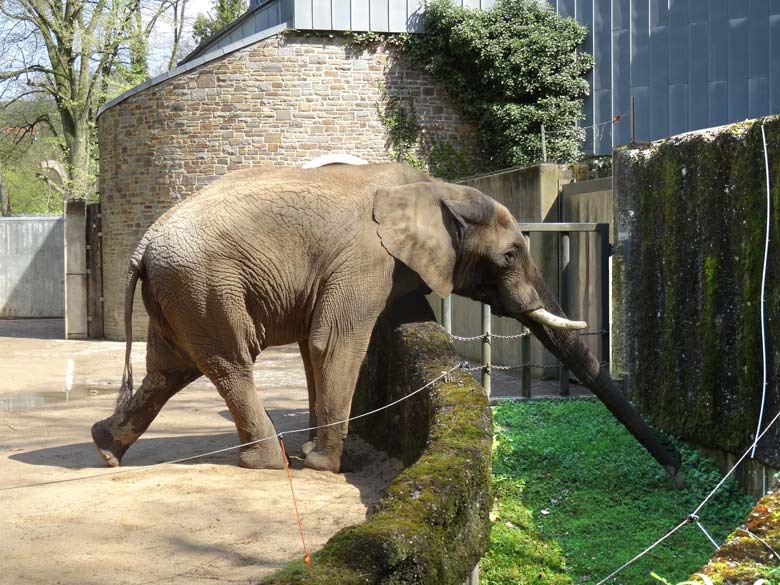 Afrikanischer Elefantenbulle TUSKER am 17. April 2017 im Zoologischen Garten der Stadt Wuppertal