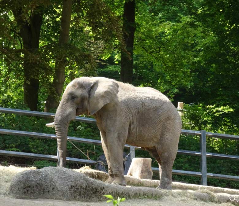Afrikanischer Elefantenbulle TUSKER am 13. Mai 2017 im Grünen Zoo Wuppertal
