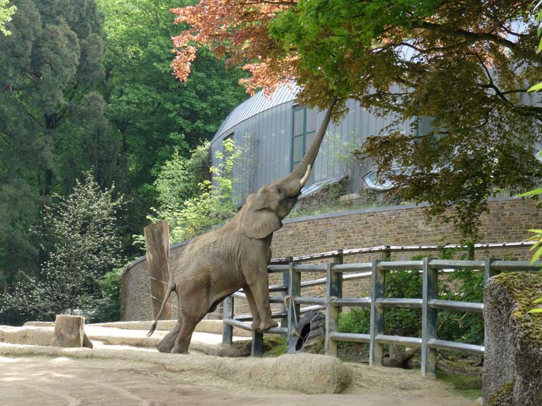 Afrikanischer Elefantenbulle TUSKER am 13. Mai 2017 im Zoo Wuppertal