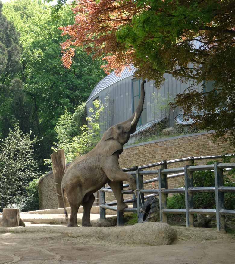 Afrikanischer Elefantenbulle TUSKER am 13. Mai 2017 im Zoologischen Garten der Stadt Wuppertal