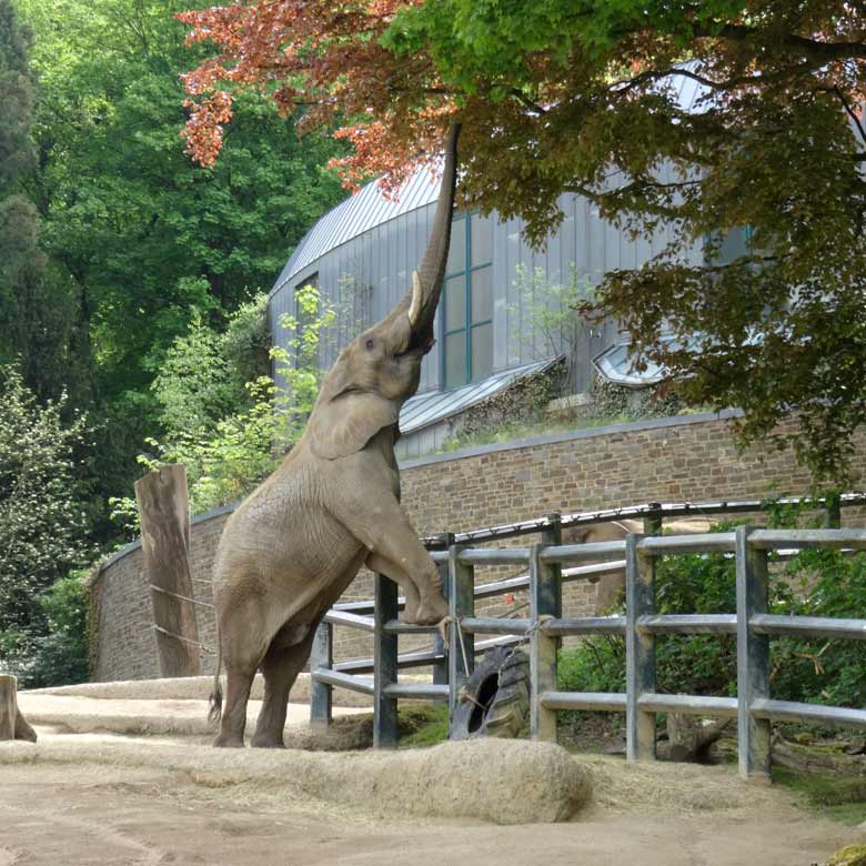 Afrikanischer Elefantenbulle TUSKER am 13. Mai 2017 im Wuppertaler Zoo