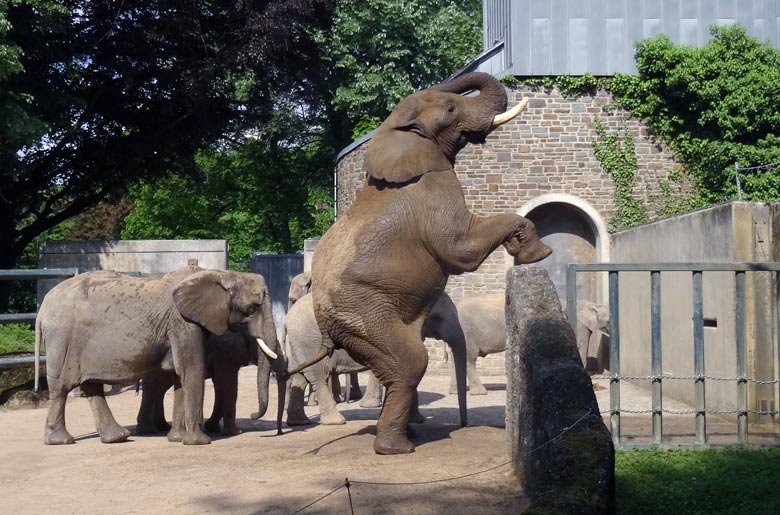Afrikanischer Elefanten-Bulle TUSKER am 20. Mai 2017 im Grünen Zoo Wuppertal