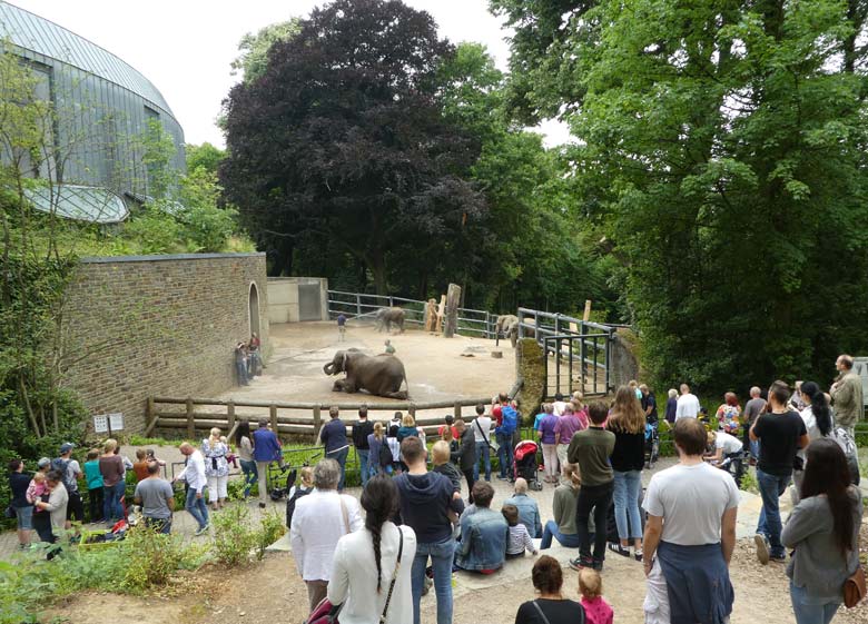 Elefanten-Wäsche am 25. Juni 2017 auf der oberen Außenanlage für Afrikanische Elefanten im Grünen Zoo Wuppertal