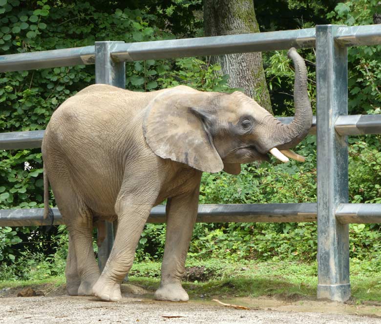 Afrikanischer Elefanten-Jungbulle am 23. Juli 2017 auf der Bullen-Außenanlage im Grünen Zoo Wuppertal