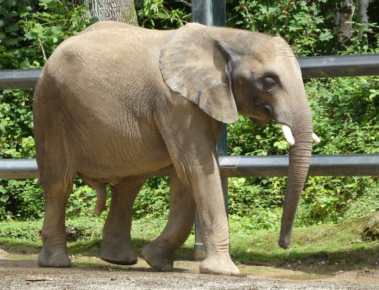 Afrikanischer Elefanten-Jungbulle am 23. Juli 2017 auf der Bullen-Außenanlage im Zoo Wuppertal