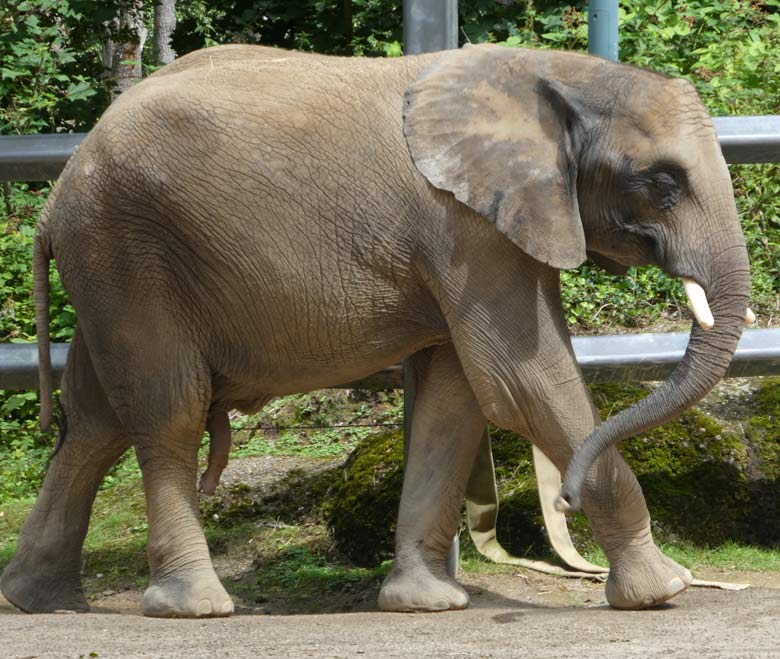 Afrikanischer Elefanten-Jungbulle am 23. Juli 2017 auf der Bullen-Außenanlage im Wuppertaler Zoo