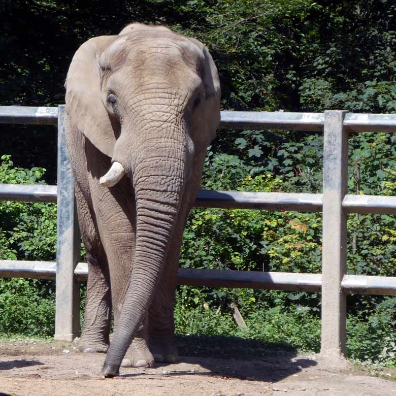 Afrikanischer Elefantenbulle TUSKER im August 2017 im Grünen Zoo Wuppertal