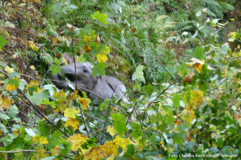 Afrikanisches Elefanten-Jungtier TUFFI am 19. Oktober 2017 auf dem Besucherweg an der Bullenanlage für Afrikanische Elefanten im Wuppertaler Zoo (Foto Claudia Böckstiegel-Wengler)