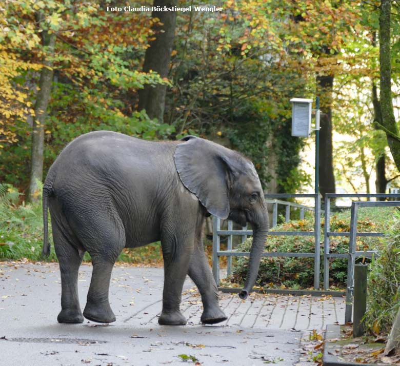 Afrikanisches Elefanten-Jungtier TUFFI am 19. Oktober 2017 auf dem Besucherweg an der Bullenanlage für Afrikanische Elefanten im Zoologischen Garten Wuppertal (Foto Claudia Böckstiegel-Wengler)