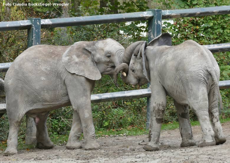 Die Elefanten-Jungbullen MOYO und JOGI rangeln miteinander am 26. Oktober 2017 im Wuppertaler Zoo (Foto Claudia Böckstiegel-Wengler)