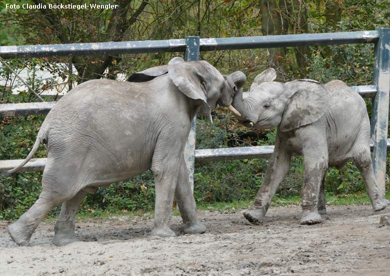 Rangelei der Elefanten-Jungbullen MOYO und JOGI am 26. Oktober 2017 im Grünen Zoo Wuppertal (Foto Claudia Böckstiegel-Wengler)