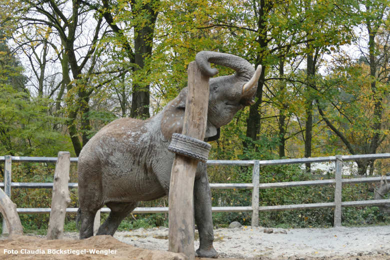 Afrikanischer Elefanten-Bulle TUSKER am 9. November 2017 auf der Bullen-Außenanlage am Elefantenhaus im Grünen Zoo Wuppertal (Foto Claudia Böckstiegel-Wengler)