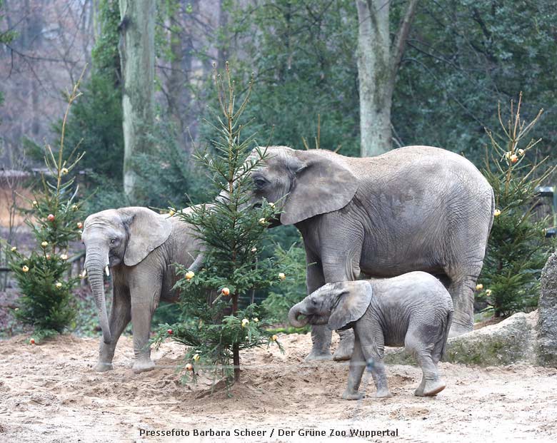 Afrikanische Elefanten mit geschmückten Tannenbäumen am 22. Dezember 2016 im Grünen Zoo Wuppertal (Pressefoto Barbara Scheer / Der Grüne Zoo Wuppertal)