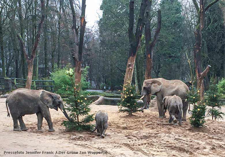 Afrikanische Elefanten mit geschmückten Tannenbäumen am 22. Dezember 2016 im Zoologischen Garten Wuppertal (Pressefoto Jennifer Franic / Der Grüne Zoo Wuppertal)