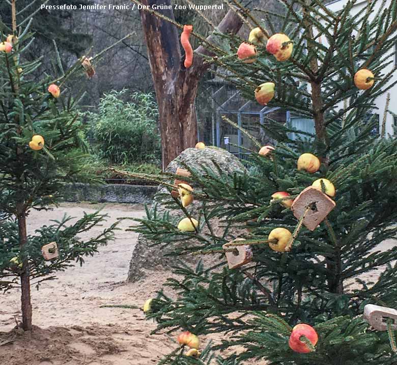 Geschmückter Tannenbaum für Afrikanische Elefanten am 22. Dezember 2016 im Wuppertaler Zoo (Pressefoto Jennifer Franic / Der Grüne Zoo Wuppertal)