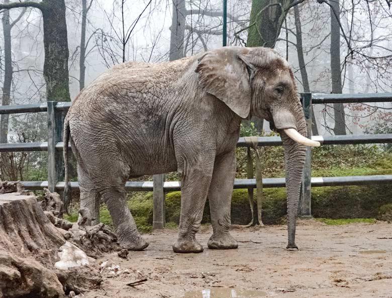 Afrikanischer Elefanten-Bulle TUSKER am 17. Dezember 2017 auf der Außenanlage im Zoologischen Garten der Stadt Wuppertal