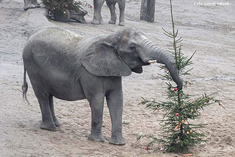 Afrikanischer Elefant mit Tannenbaum bei der Advents-Sonderaktion am 20. Dezember 2017 im Zoo Wuppertal (Foto Gerrit Nitsch)