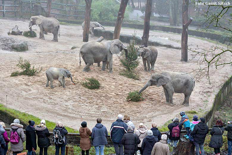 Advents-Sonderaktion bei den Afrikanische Elefanten mit geschmückten Tannenbäumen am 20. Dezember 2017 im Grünen Zoo Wuppertal (Foto Gerrit Nitsch)