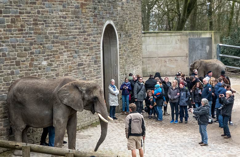 Afrikanische Elefantenkuh SWENI bei einem Fotoshooting mit Zoogästen am 13. Januar 2018 im Grünen Zoo Wuppertal