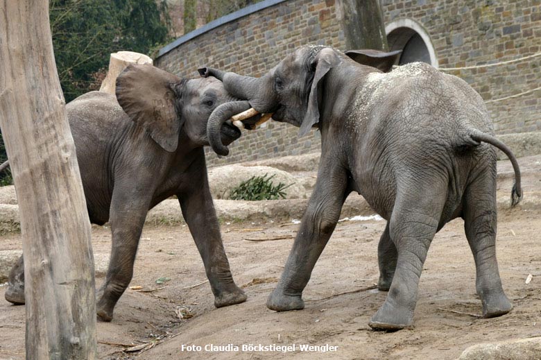 Afrikanische Elefanten am 21. März 2018 auf der Außenanlage im Grünen Zoo Wuppertal (Foto Claudia Böckstiegel-Wengler)