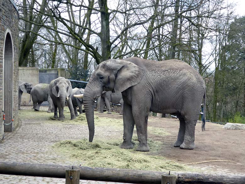 Die Wuppertaler Elefantenfamilie am 24. März 2018 auf der Elefanten-Außenanlage im Grünen Zoo Wuppertal