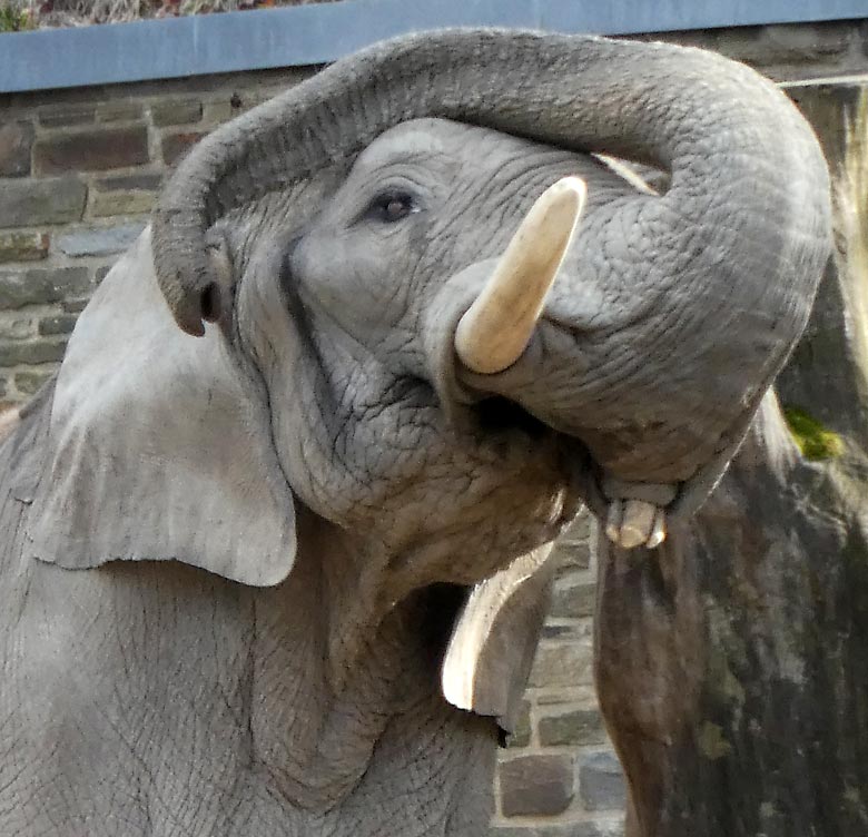 Afrikanischer Elefantenbulle TUSKER am 24. März 2018 auf der Elefanten-Außenanlage im Zoologischen Garten der Stadt Wuppertal