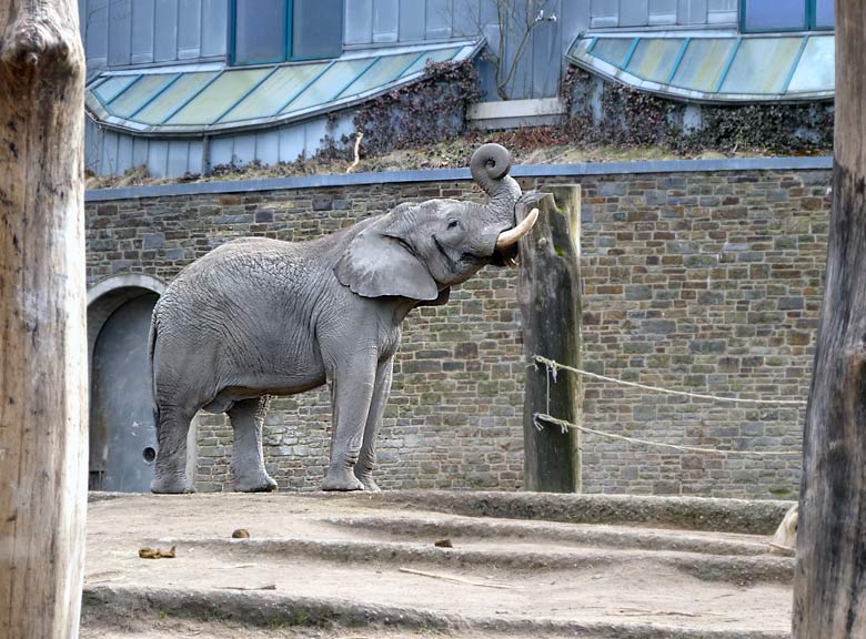 Afrikanischer Elefantenbulle TUSKER am 24. März 2018 auf der Elefanten-Außenanlage im Zoologischen Garten Wuppertal