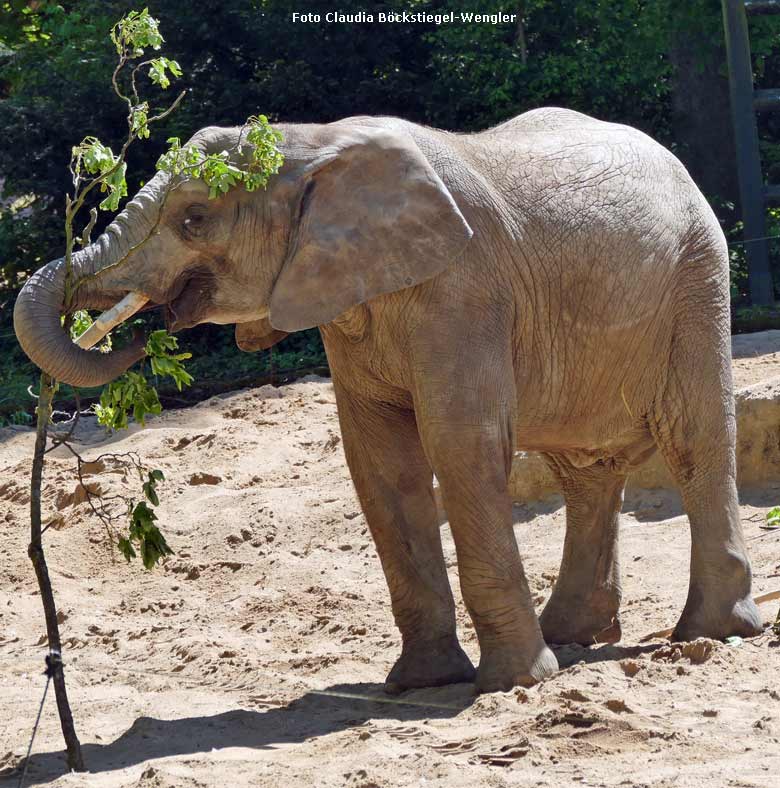 Afrikanischer Elefant am 5. Mai 2018 im Grünen Zoo Wuppertal (Foto Claudia Böckstiegel-Wengler)