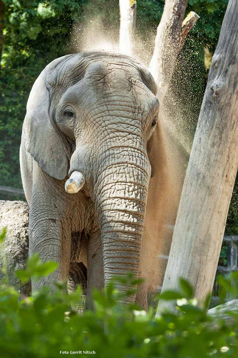 Imposanter Afrikanischer Elefantenbulle TUSKER am 21. Mai 2018 auf der großen Außenanlage im Zoologischen Garten Wuppertal (Foto Gerrit Nitsch)