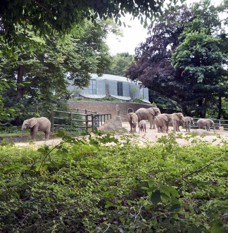 Vollzählige Elefantenfamilie mit acht Afrikanischen Elefanten am 24. Juni 2018 auf der großen Außenanlage im Grünen Zoo Wuppertal