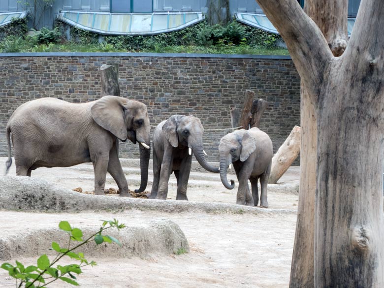 Afrikanische Elefanten am 24. Juni 2018 auf der großen Außenanlage im Wuppertaler Zoo