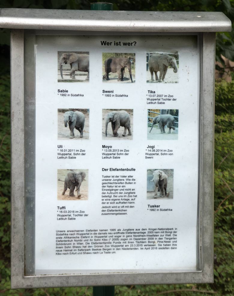 Aufstellung der Afrikanische Elefanten am 24. Juni 2018 an der großen Außenanlage im Zoo Wuppertal