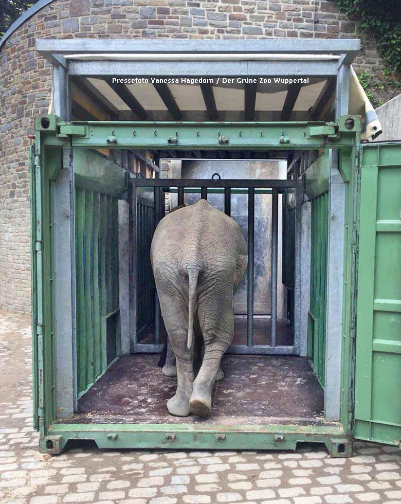 Afrikanischer Elefanten-Bulle MOYO im Juni 2018 im Grünen Zoo Wuppertal (Pressefoto Vanessa Hagedorn - Der Grüne Zoo Wuppertal)