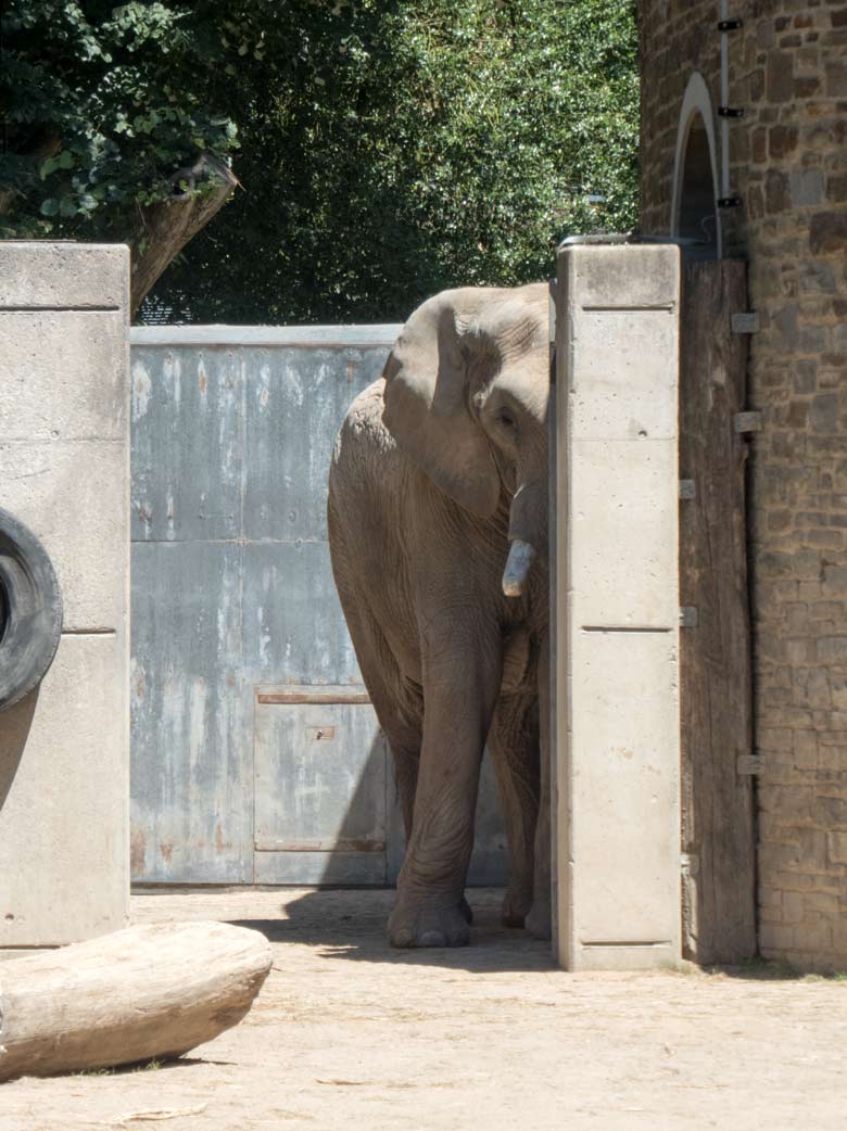 Afrikanischer Elefantenbulle TUSKER am 30. Juni 2018 in der Schleuse zwischen der Bullenanlage und der großen Außenanlage für Elefanten im Wuppertaler Zoo