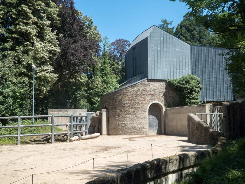 Afrikanischer Elefantenbulle TUSKER am 30. Juni 2018 in der Schleuse zwischen der Bullenanlage und der großen Außenanlage für Elefanten im Grünen Zoo Wuppertal