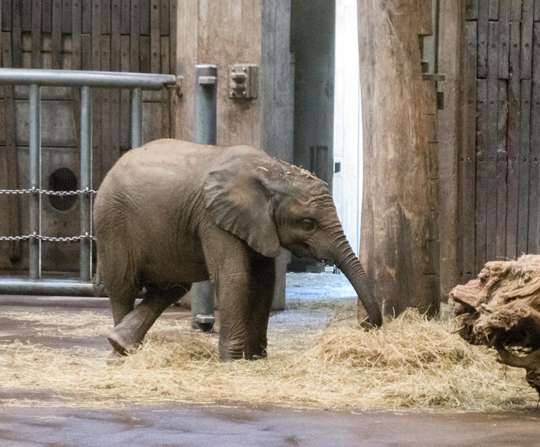 Afrikanisches Elefanten-Jungtier TUFFI am 27. Juli 2018 im Elefantenhaus im Grünen Zoo Wuppertal