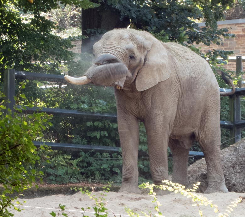 Afrikanischer Elefanten-Bulle TUSKER am 27. Juli 2018 auf der großen Außenanlage im Wuppertaler Zoo
