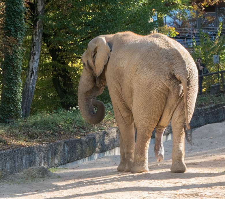 Afrikanischer Elefanten-Bulle TUSKER am 14. Oktober 2018 auf der Außenanlage im Grünen Zoo Wuppertal