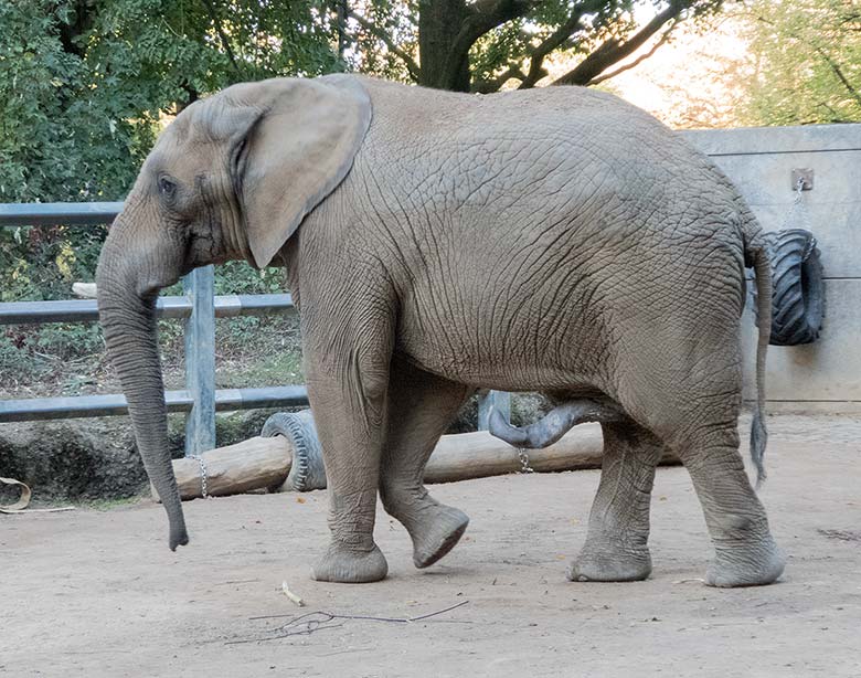 Afrikanischer Elefanten-Bulle TUSKER am 14. Oktober 2018 auf der Außenanlage im Wuppertaler Zoo