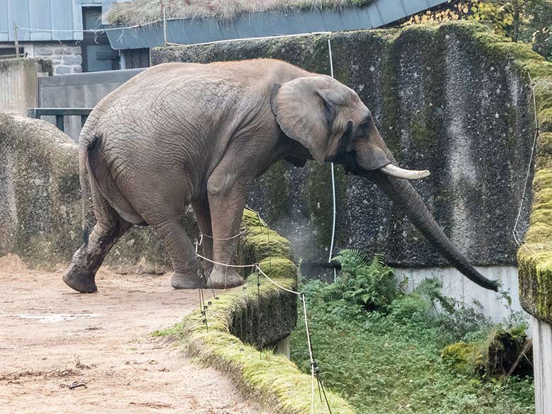 Afrikanischer Elefant TUSKER am 3. November 2018 auf der Außenanlage im Grünen Zoo Wuppertal