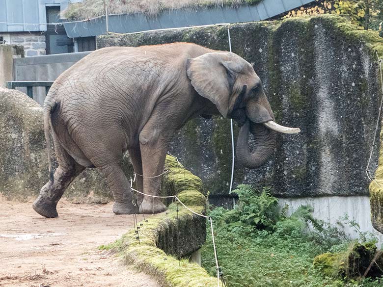 Afrikanischer Elefant TUSKER am 3. November 2018 auf der Außenanlage im Wuppertaler Zoo