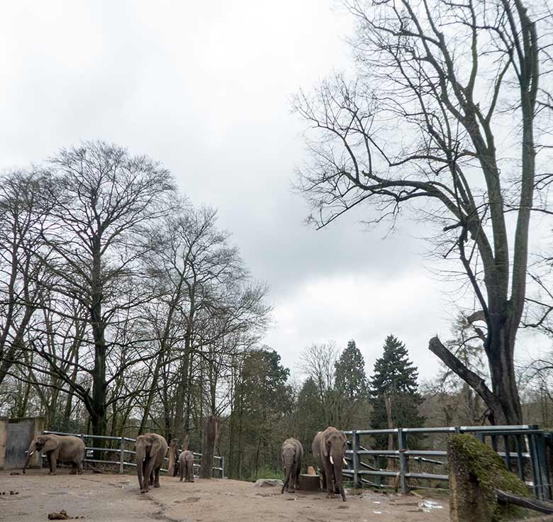 Hohe alte Bäume an der Freianlage der Afrikanischen Elefanten im März 2019 im Grünen Zoo Wuppertal