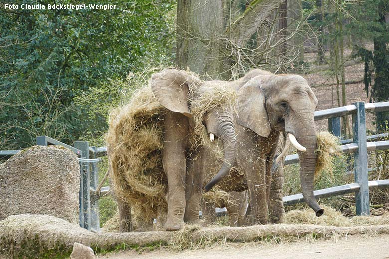 Afrikanische Elefanten am 28. März 2019 auf der Außenanlage im Zoologischen Garten der Stadt Wuppertal (Foto Claudia Böckstiegel-Wengler)