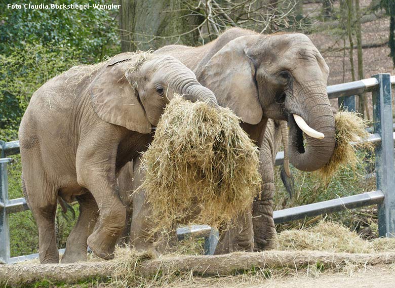 Afrikanische Elefanten am 28. März 2019 auf der Außenanlage im Zoo Wuppertal (Foto Claudia Böckstiegel-Wengler)