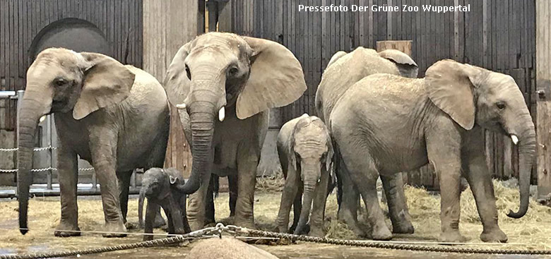 Afrikanische Elefanten-Herde mit dem noch namenlosen männlichen Elefanten-Baby am 20. April 2019 im Elefanten-Haus im Zoologischen Garten Wuppertal (Pressefoto Der Grüne Zoo Wuppertal)
