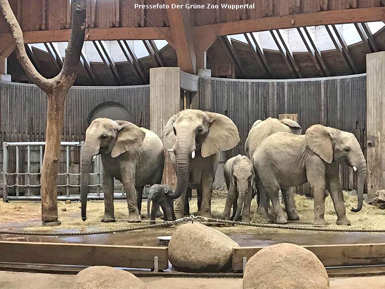 Afrikanische Elefanten-Herde mit dem noch namenlosen männlichen Elefanten-Baby am 20. April 2019 im Elefanten-Haus im Grünen Zoo Wuppertal (Pressefoto Der Grüne Zoo Wuppertal)